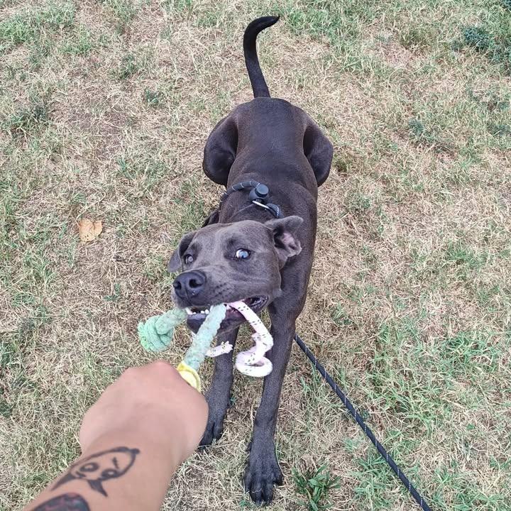 Petunia, a Adoptable Pit Bull Terrier in Springdale, AR image 6/6