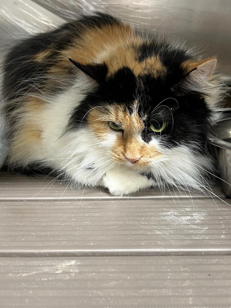 Enlarge Maggie, a Adopted mixed breed in Pittsfield, IL image 1/1