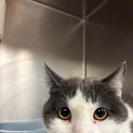 Leon, a ADOPTABLE Domestic Short Hair in Braintree, MA image 3/6