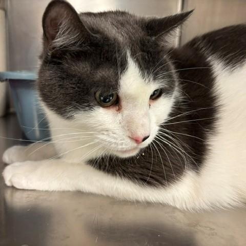 Leon, a ADOPTABLE Domestic Short Hair in Braintree, MA image 6/6