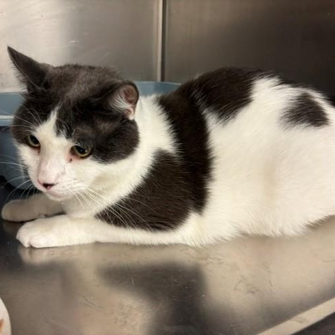 Leon, ADOPTABLE, Adult Male Domestic Short Hair.