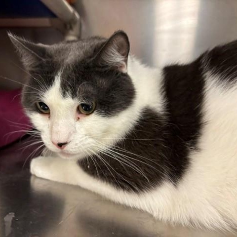 Leon, a ADOPTABLE Domestic Short Hair in Braintree, MA image 2/6