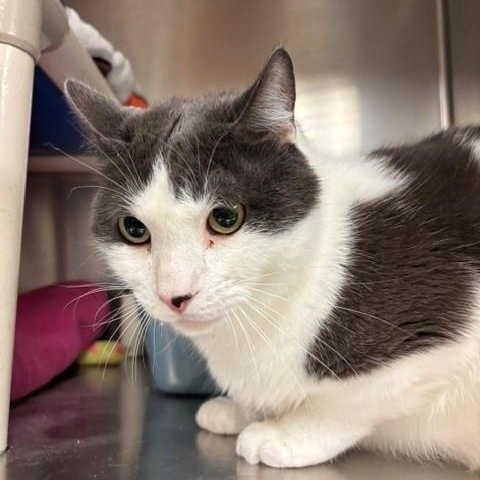 Leon, a ADOPTABLE Domestic Short Hair in Braintree, MA image 5/6