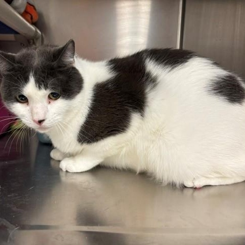 Leon, a ADOPTABLE Domestic Short Hair in Braintree, MA image 4/6