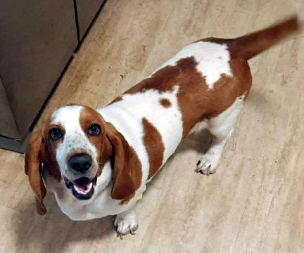 Enlarge JEMMA 2 - ADOPTION PENDING!, a Adoptable Basset Hound in Mays Landing, NJ image 1/3