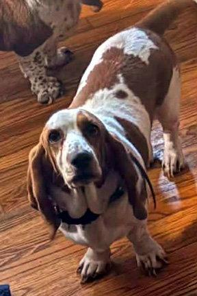 Enlarge JEMMA 2 - ADOPTION PENDING!, a Adoptable Basset Hound in Mays Landing, NJ image 2/3