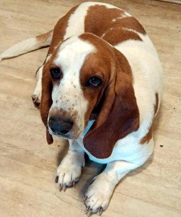 Enlarge JEMMA 2 - ADOPTION PENDING!, a Adoptable Basset Hound in Mays Landing, NJ image 3/3