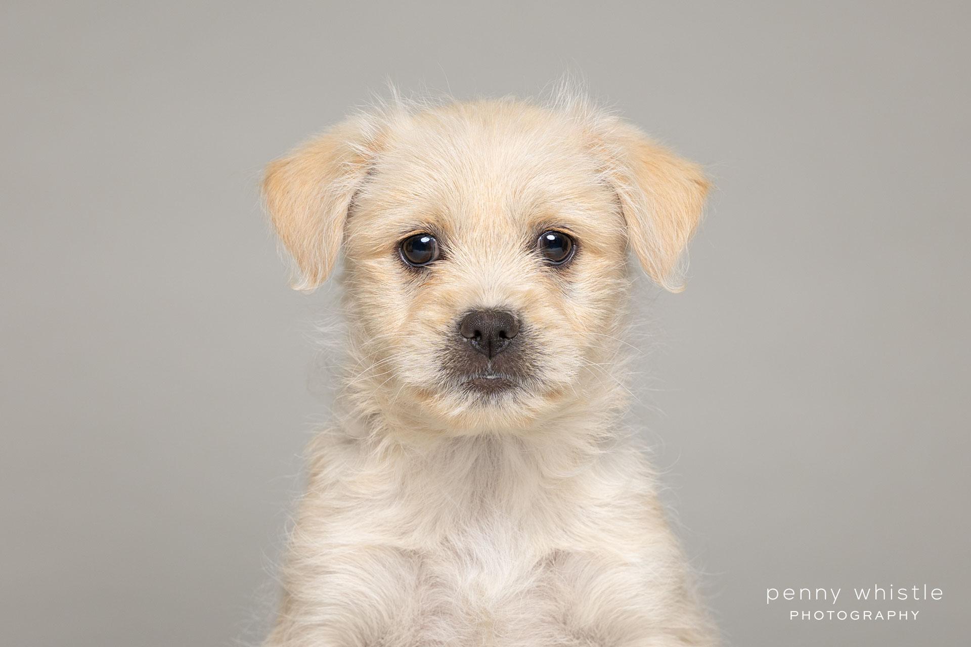 Enlarge Waffles, an adopted mixed breed in Coppell, TX image 2/3