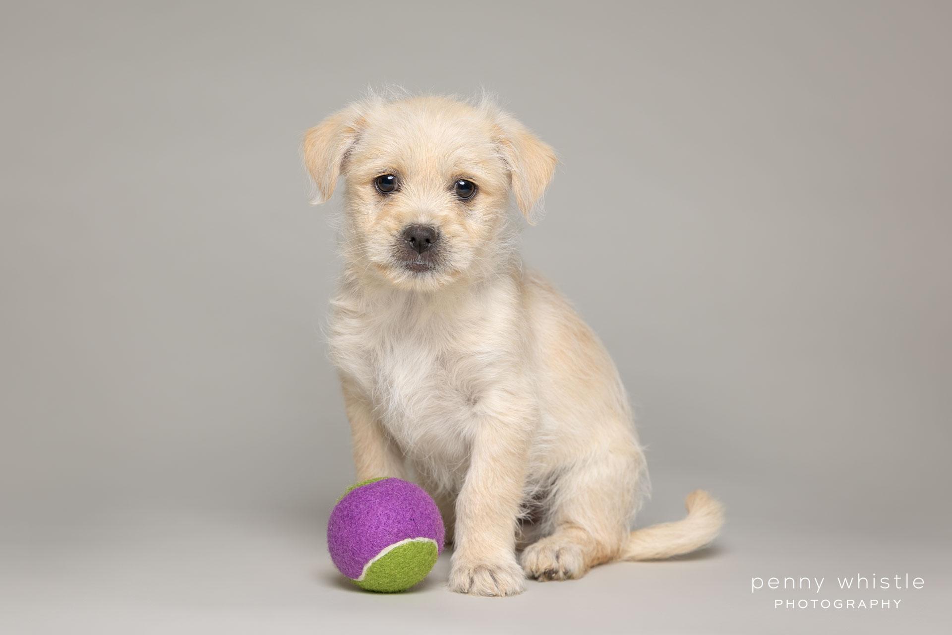 Enlarge Waffles, an adopted mixed breed in Coppell, TX image 1/3