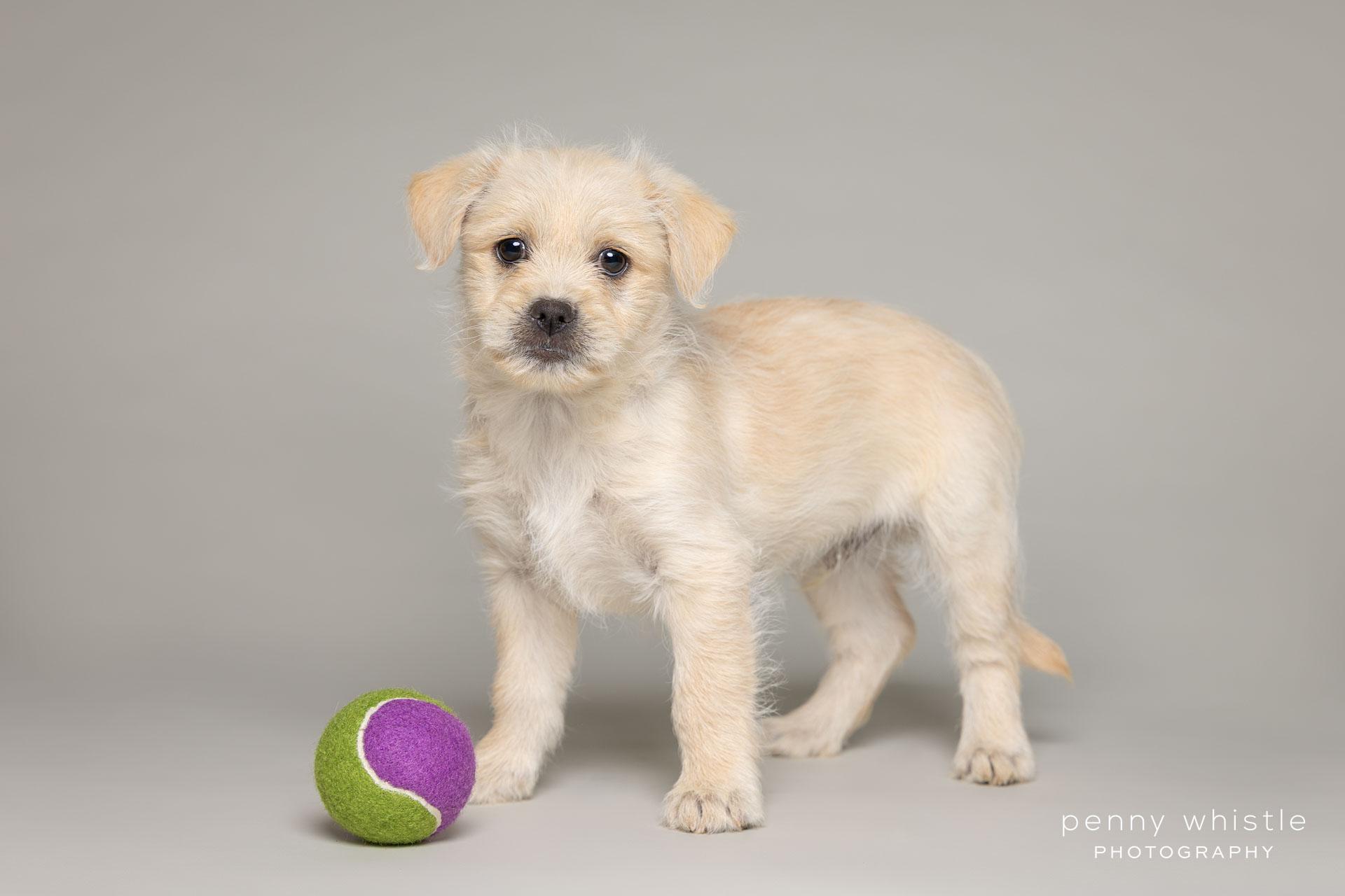 Enlarge Waffles, an adopted mixed breed in Coppell, TX image 3/3