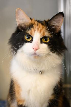 Cleo , Adoptable, Adult Female Domestic Medium Hair.