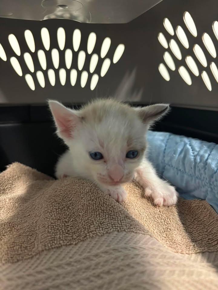 Fly, Adopted, Kitten Male Siamese.