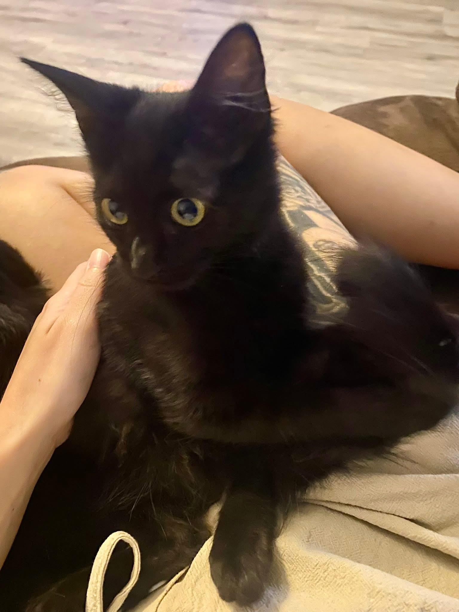 Enlarge Sadie and Salem, a Adoptable Domestic Medium Hair in Tampa, FL image 2/4