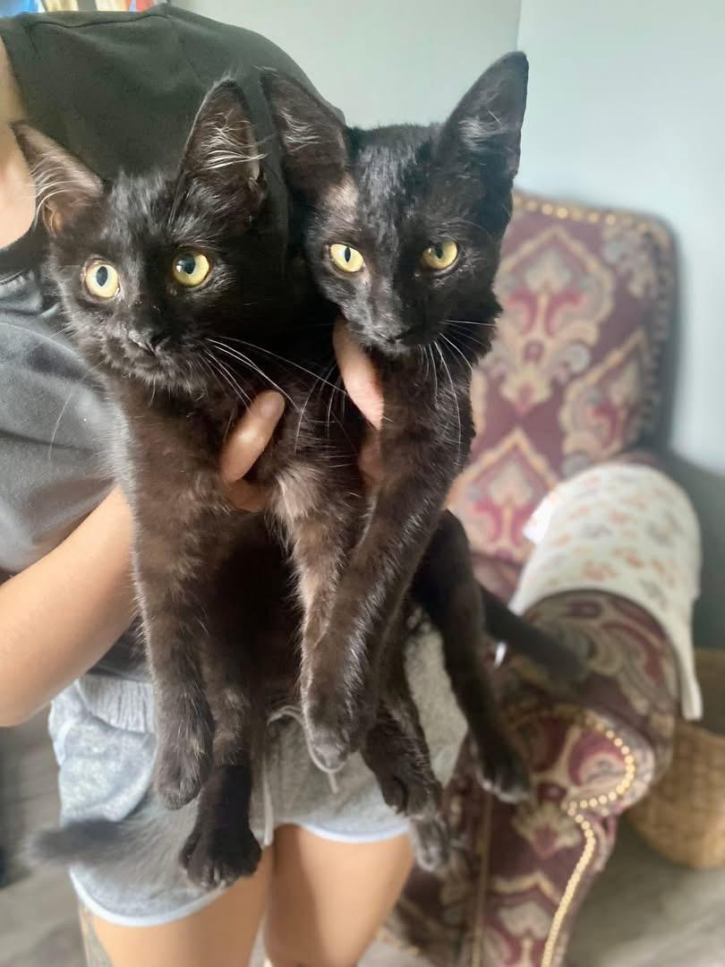 Enlarge Sadie and Salem, a Adoptable Domestic Medium Hair in Tampa, FL image 1/4