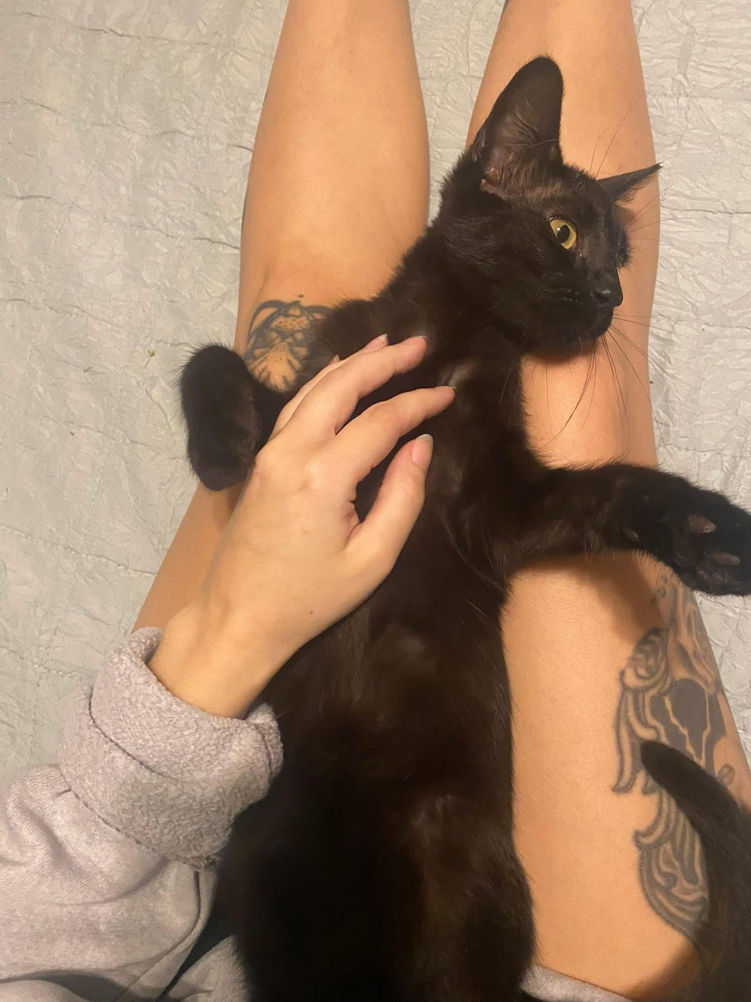 Enlarge Sadie and Salem, a Adoptable Domestic Medium Hair in Tampa, FL image 3/4