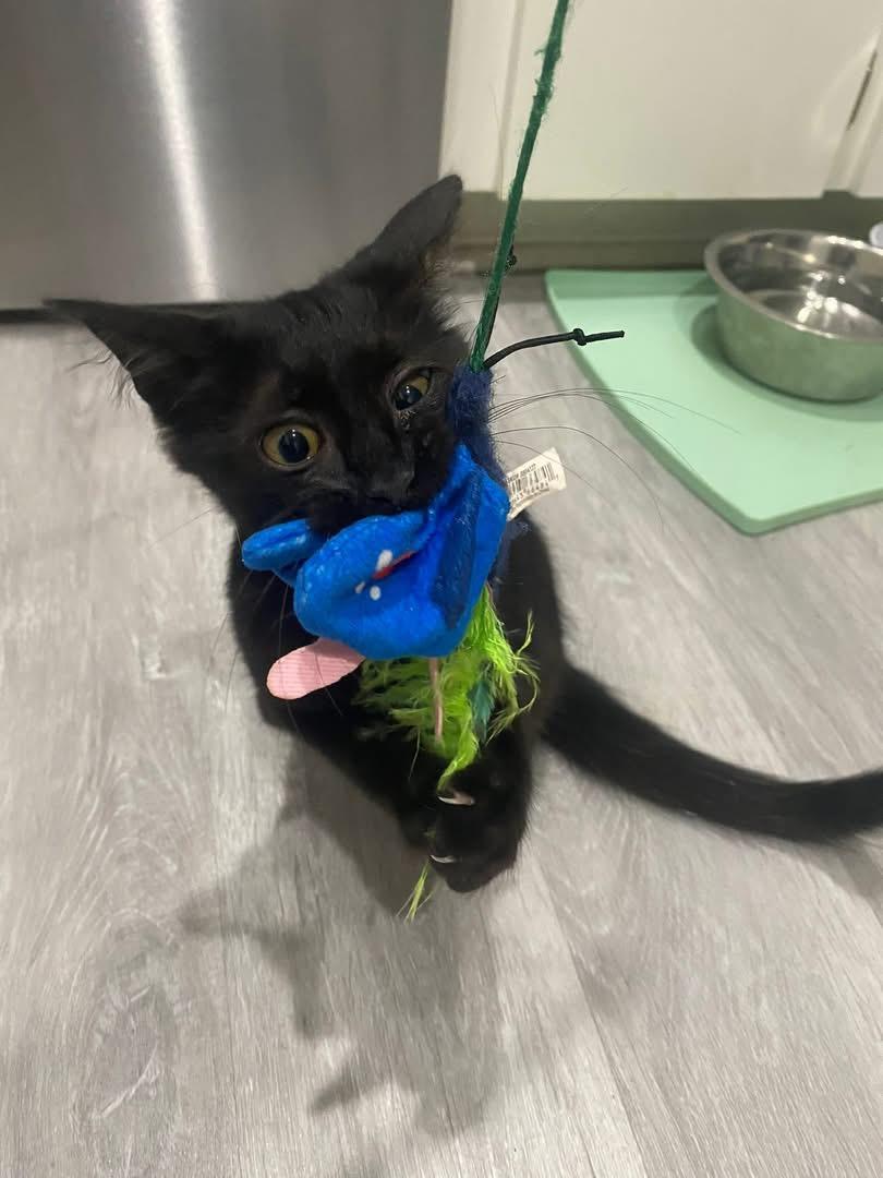Enlarge Sadie and Salem, a Adoptable Domestic Medium Hair in Tampa, FL image 4/4