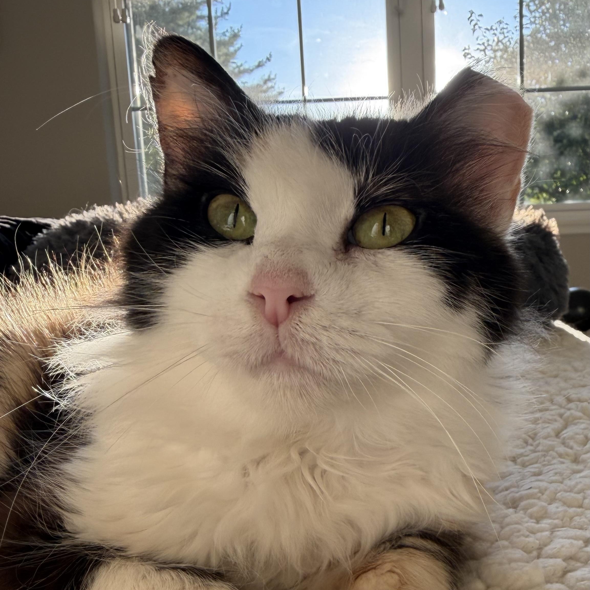 Enlarge Sweetie, a Adoptable Domestic Medium Hair in Columbus , OH image 2/6