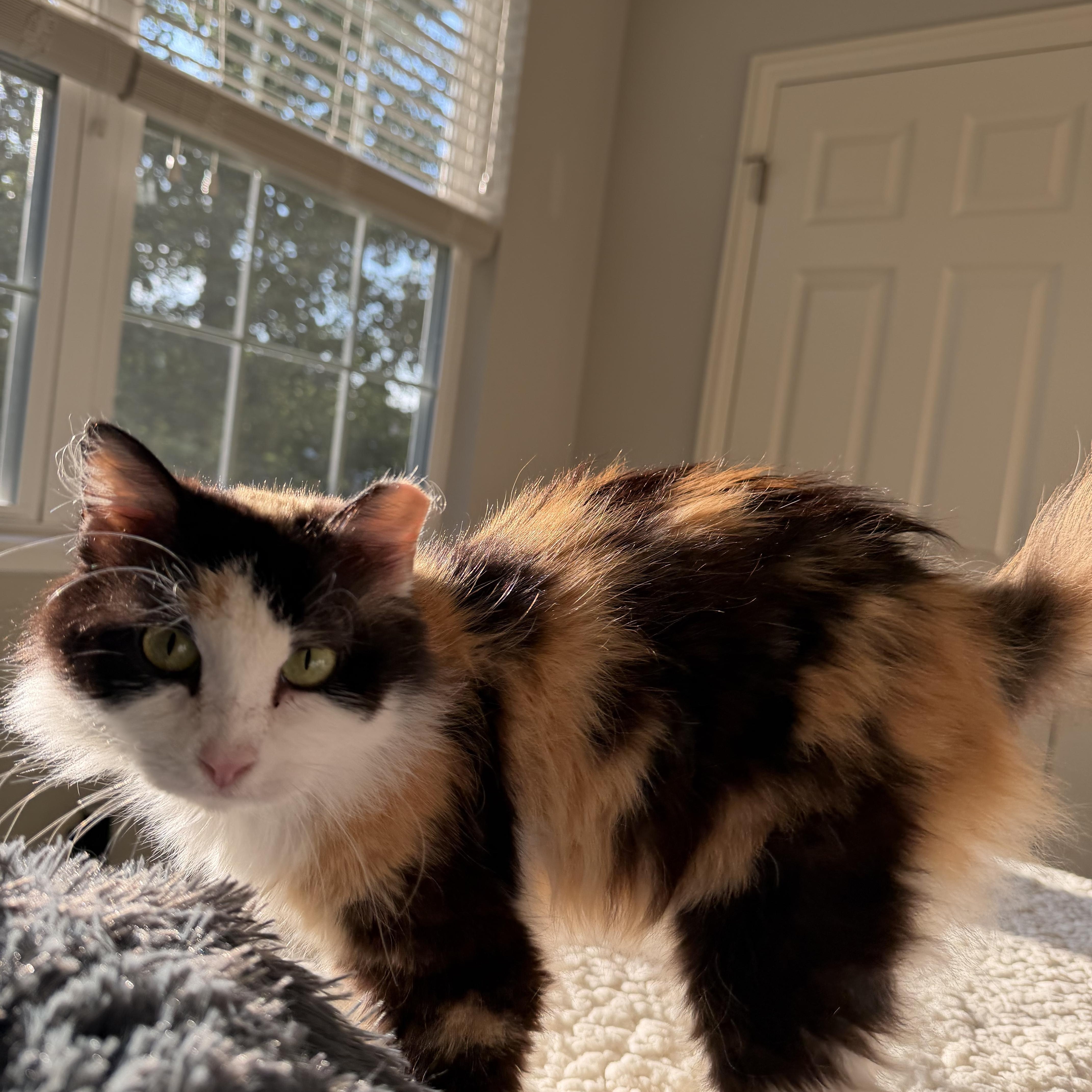 Enlarge Sweetie, a Adoptable Domestic Medium Hair in Columbus , OH image 4/6