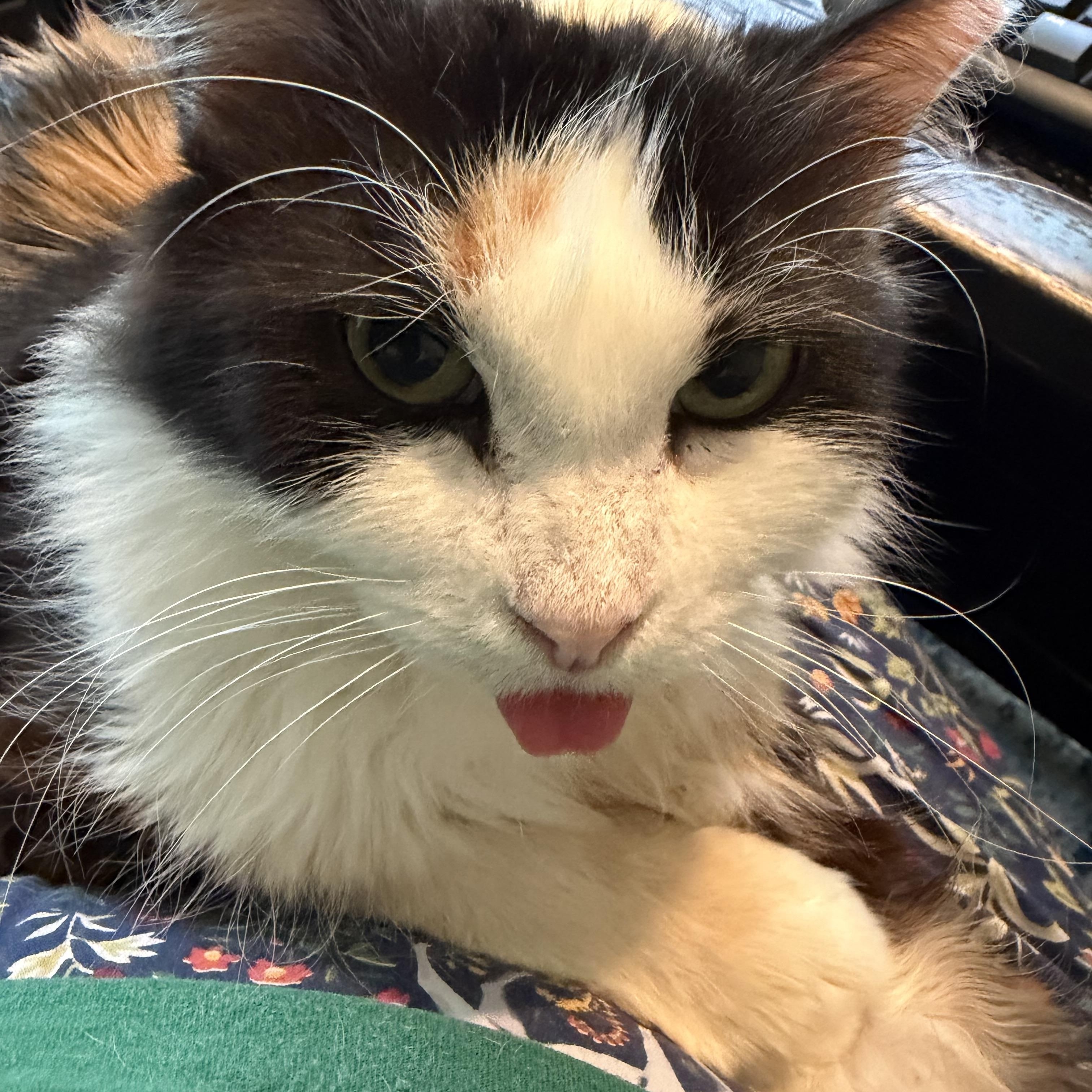 Enlarge Sweetie, a Adoptable Domestic Medium Hair in Columbus , OH image 3/6