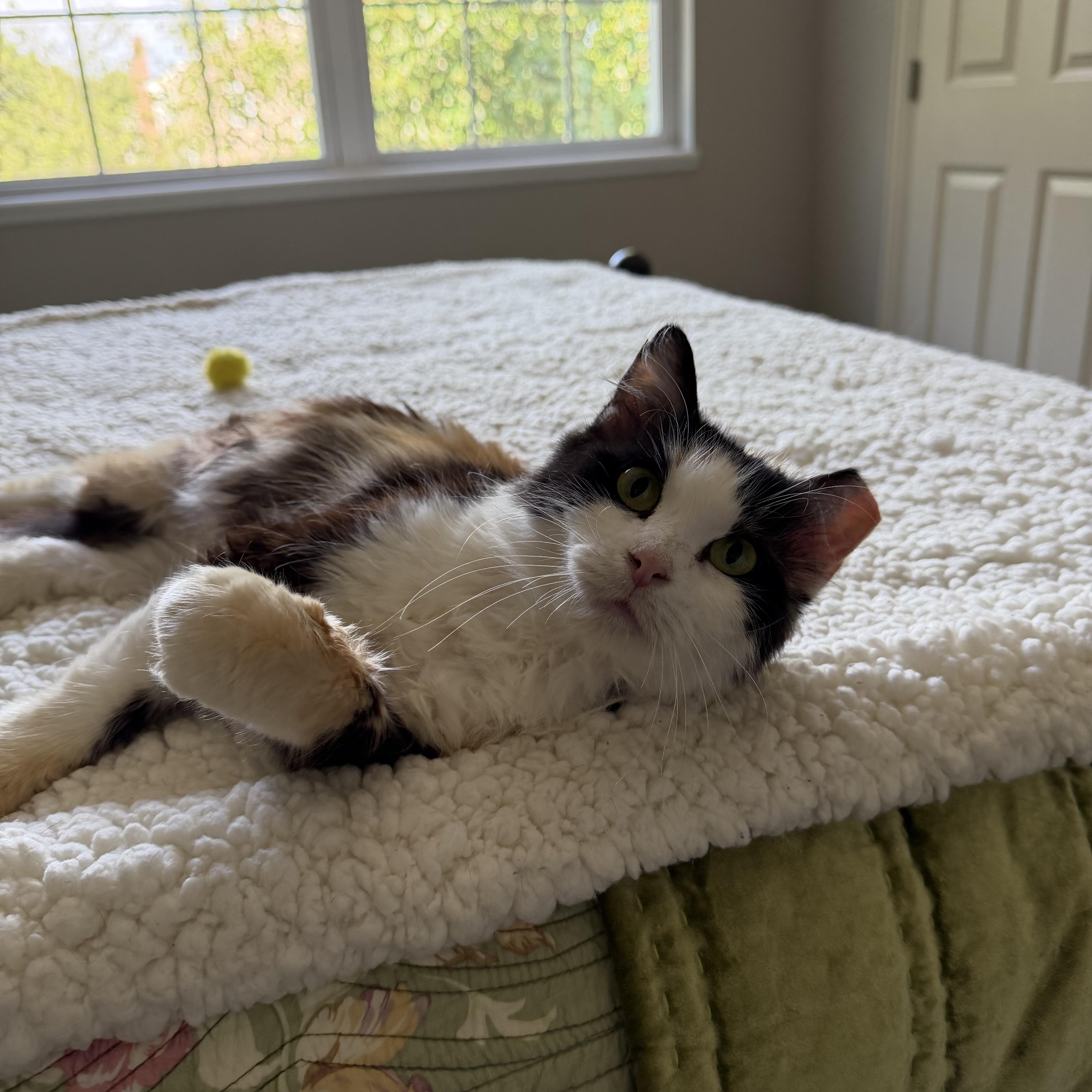 Enlarge Sweetie, a Adoptable Domestic Medium Hair in Columbus , OH image 6/6