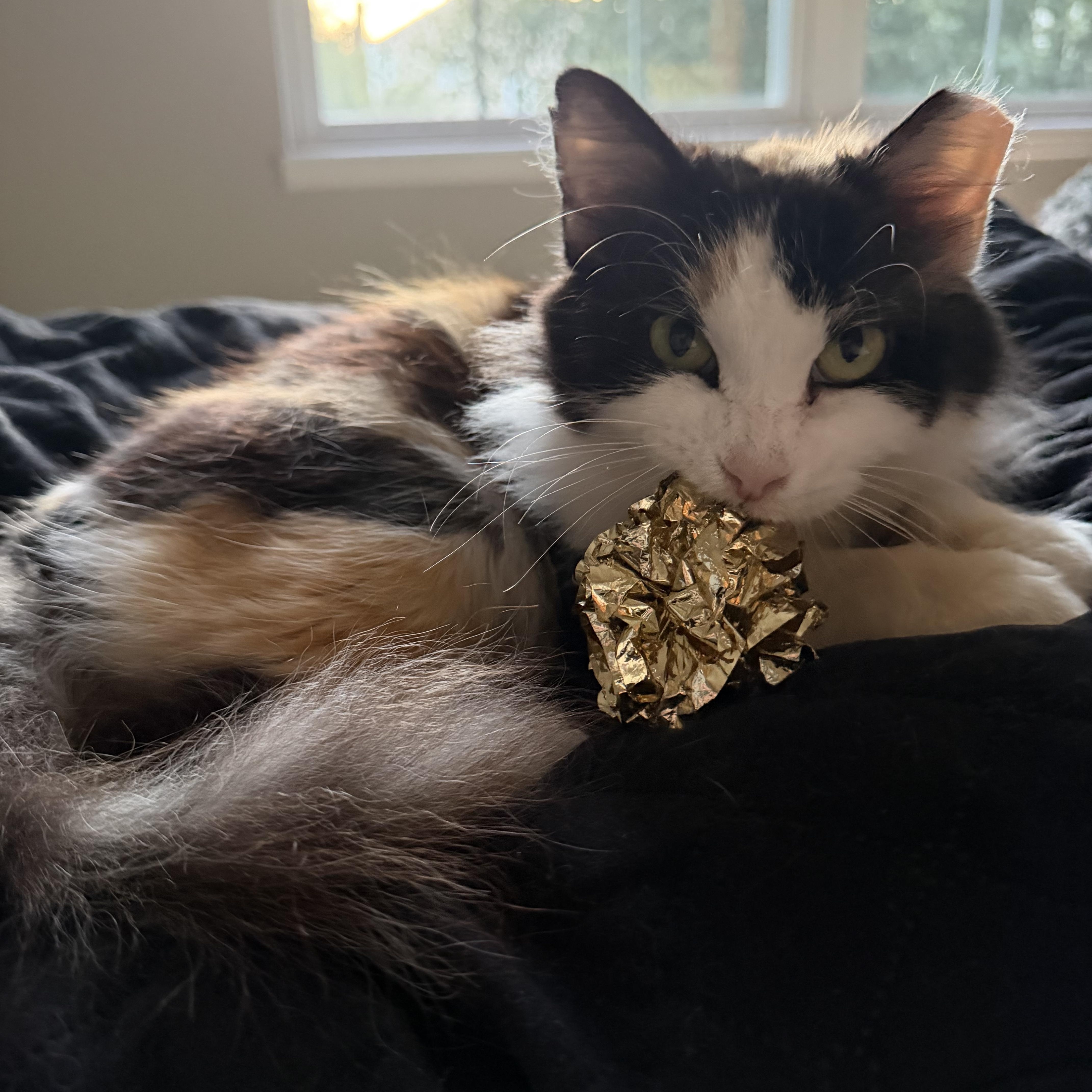 Sweetie, Adoptable, Senior Female Domestic Medium Hair.