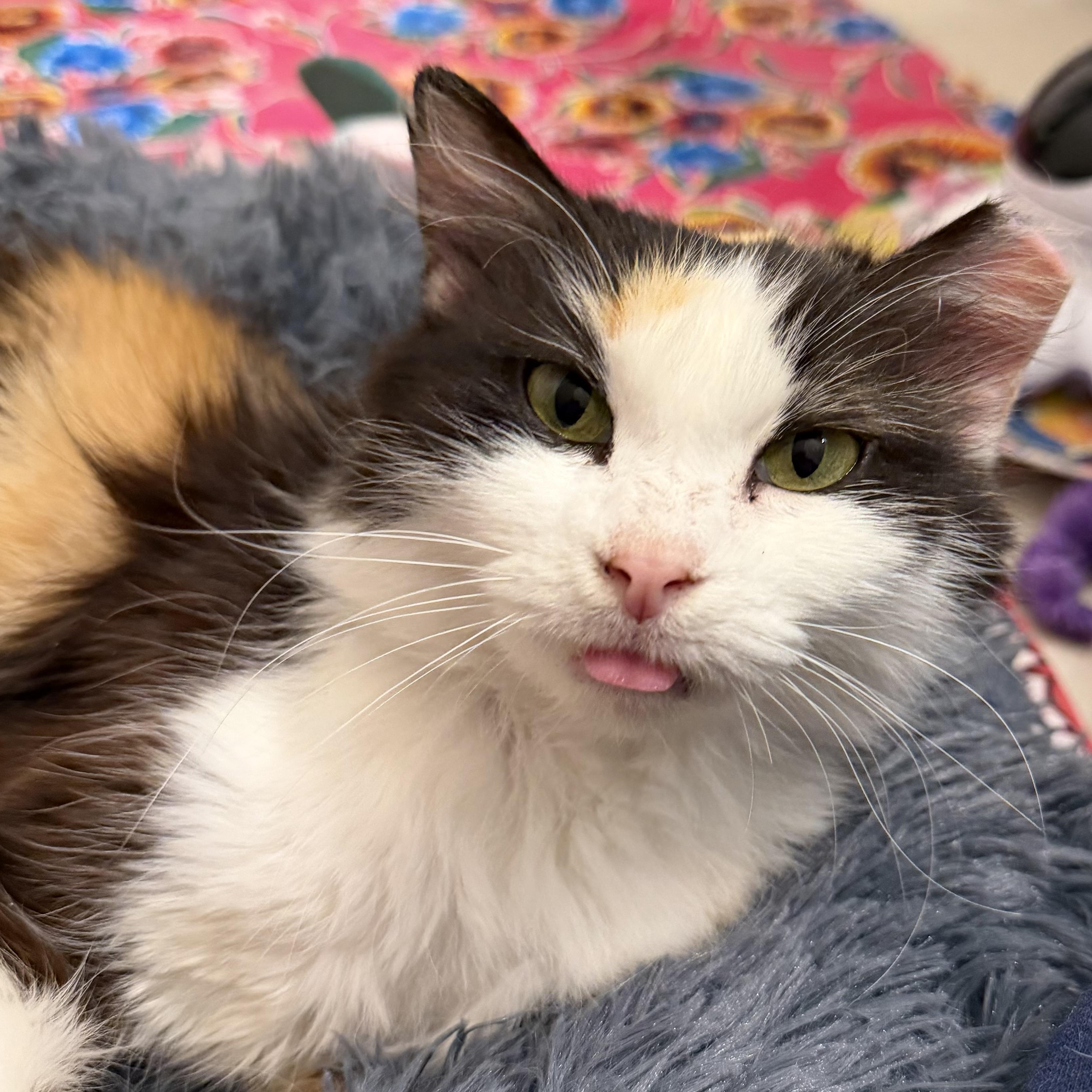 Enlarge Sweetie, a Adoptable Domestic Medium Hair in Columbus , OH image 5/6