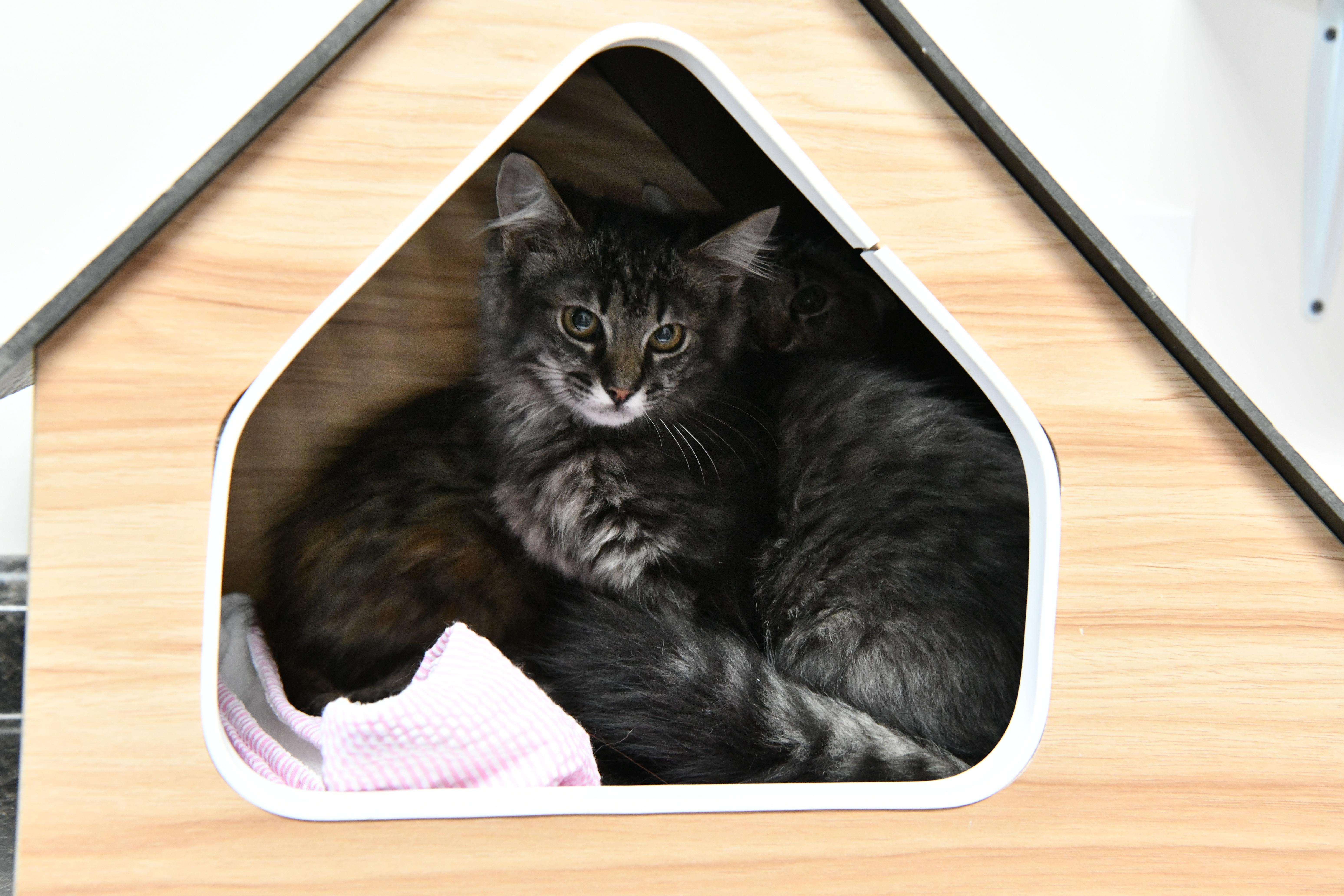 Snapdragon, adopted, Young Female Domestic Medium Hair.