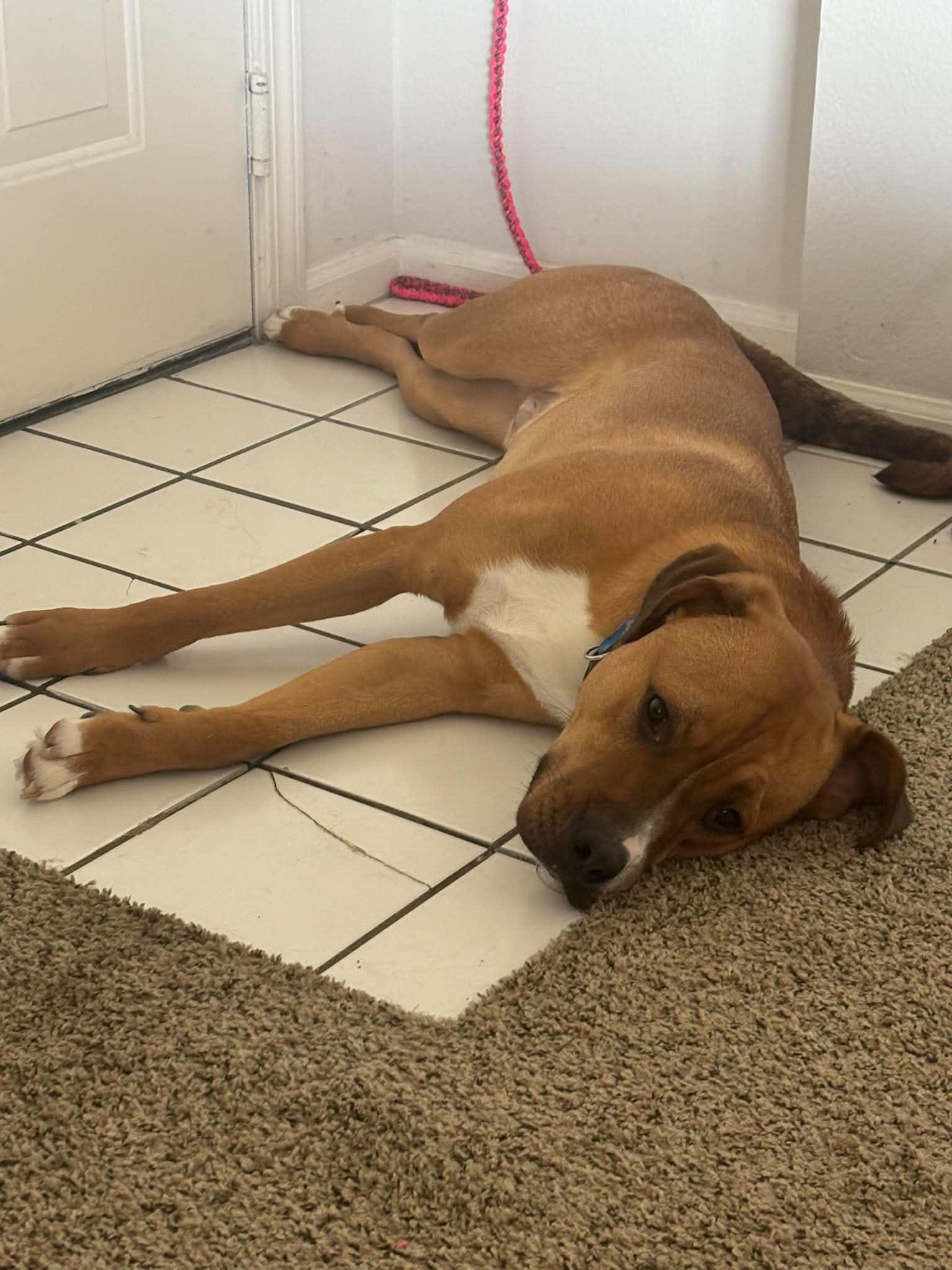 Enlarge Scooby, an adopted mixed breed in Overland Park, KS image 4/5