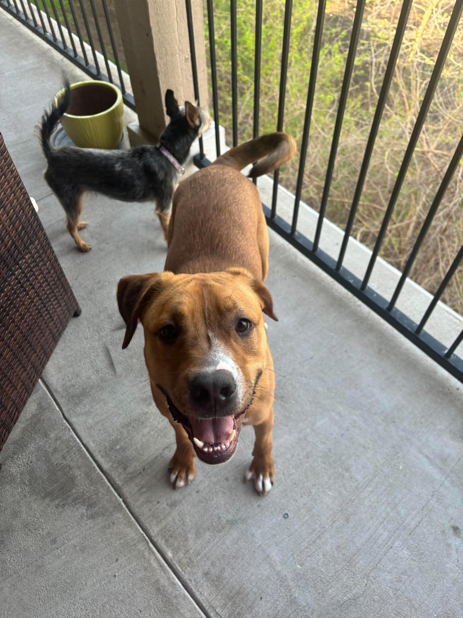 Enlarge Scooby, an adopted mixed breed in Overland Park, KS image 5/5