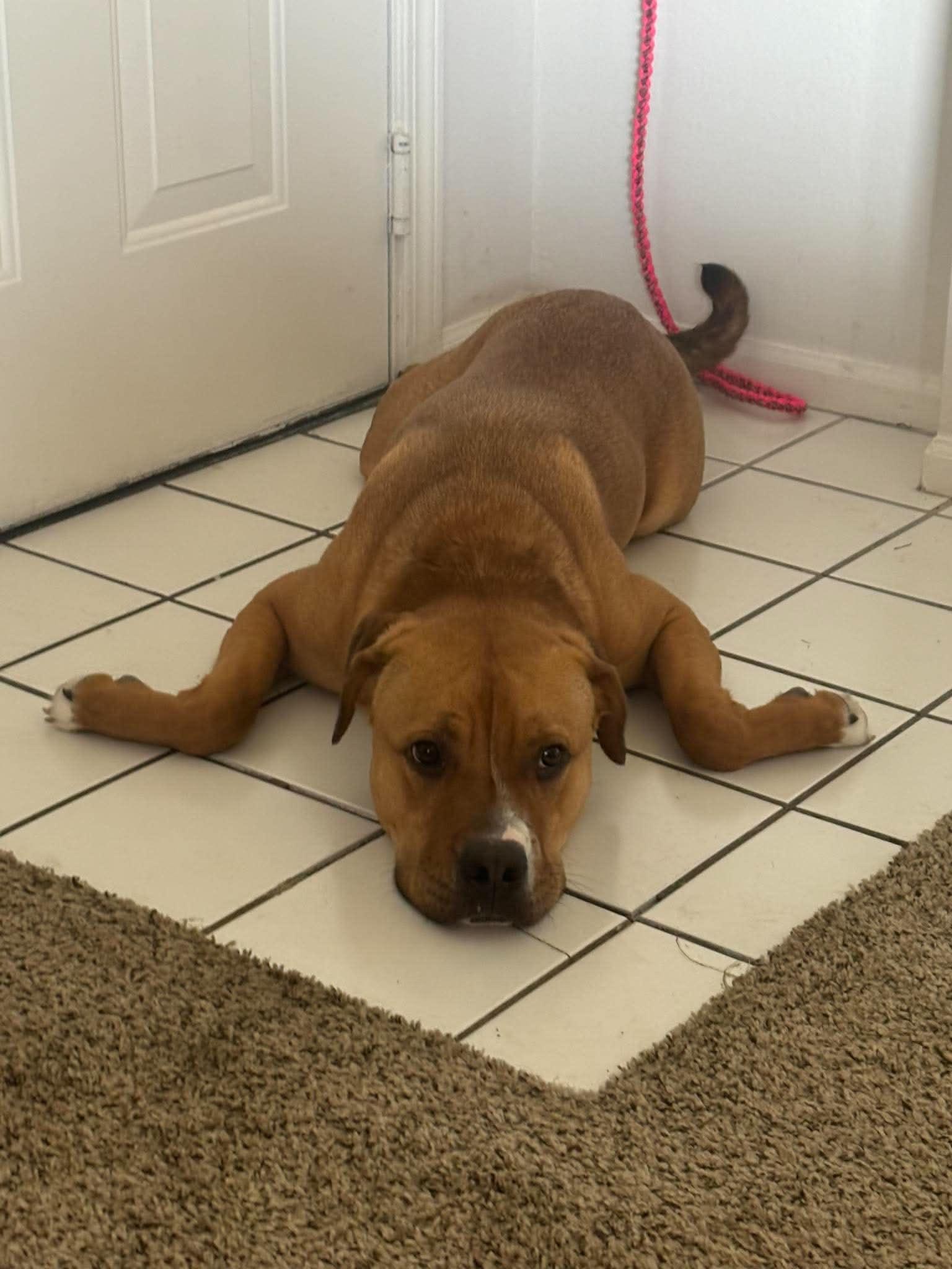 Enlarge Scooby, an adopted mixed breed in Overland Park, KS image 3/5