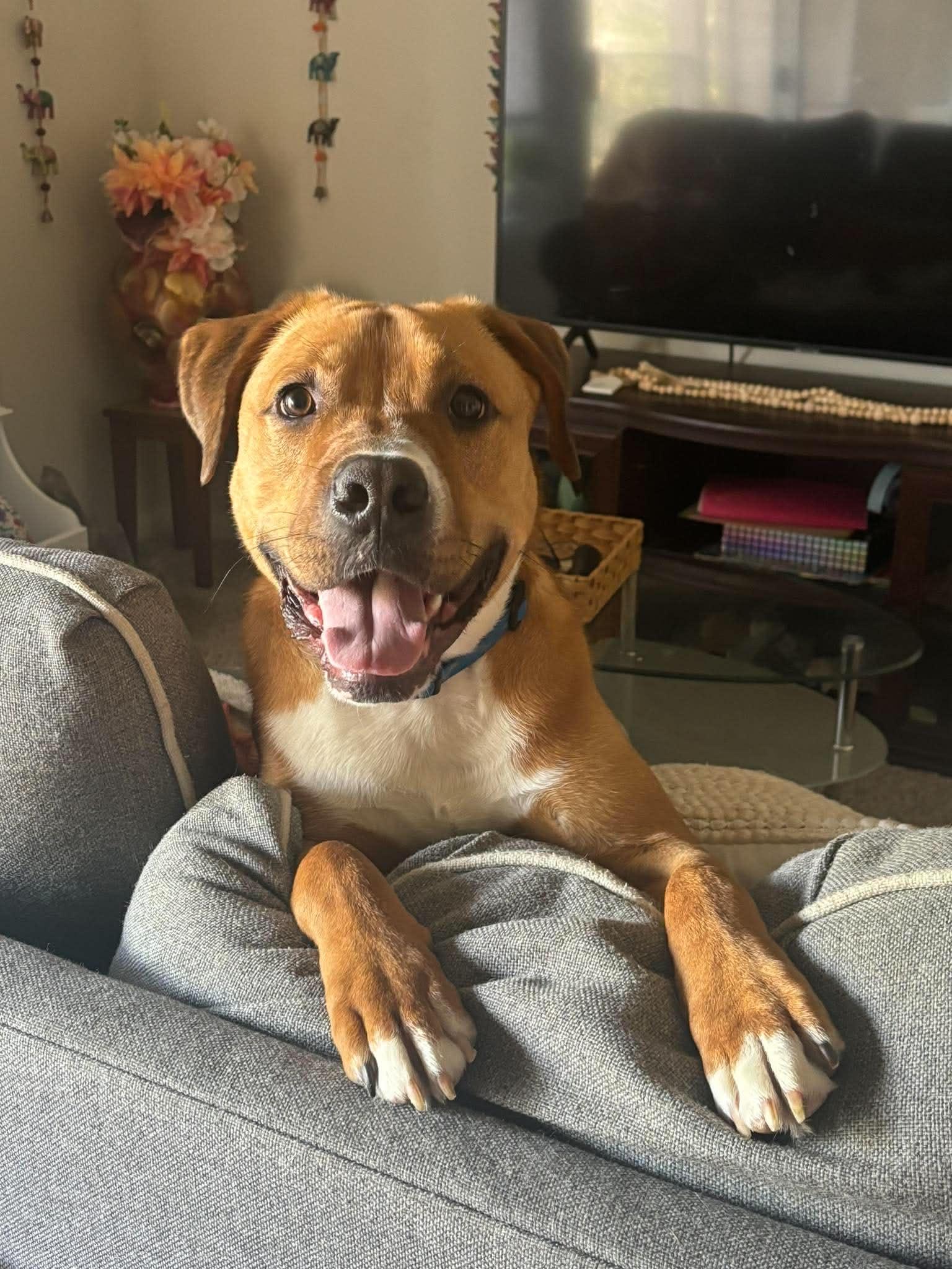 Enlarge Scooby, an adopted mixed breed in Overland Park, KS image 1/5