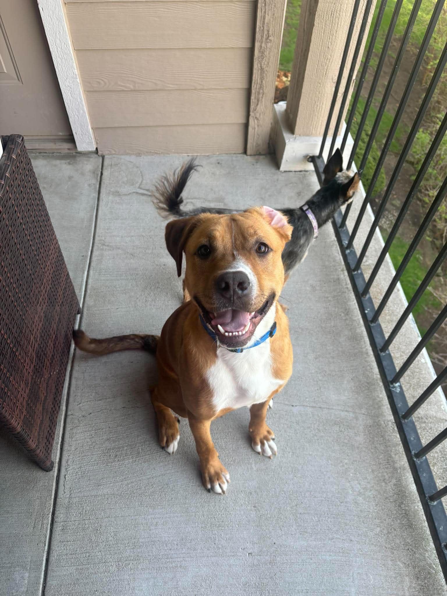 Enlarge Scooby, an adopted mixed breed in Overland Park, KS image 2/5