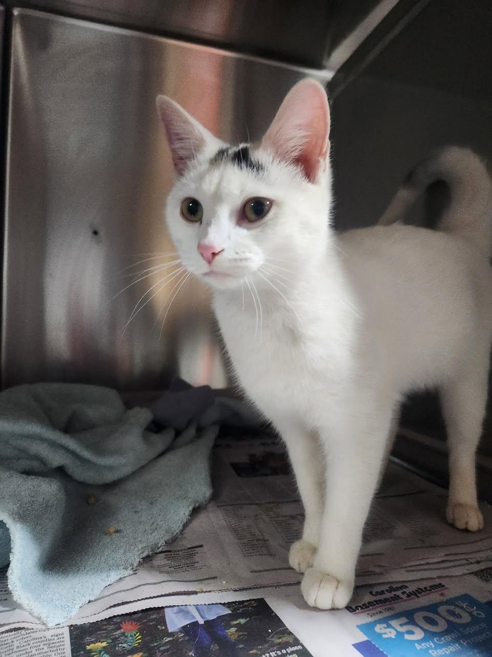 Elsa- Located in Spruce Pine, NC