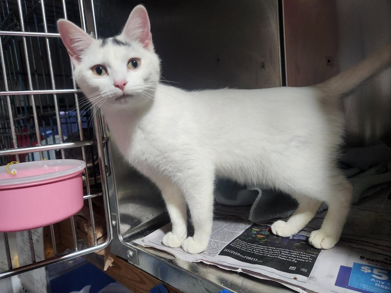 Elsa- Located in Spruce Pine, NC