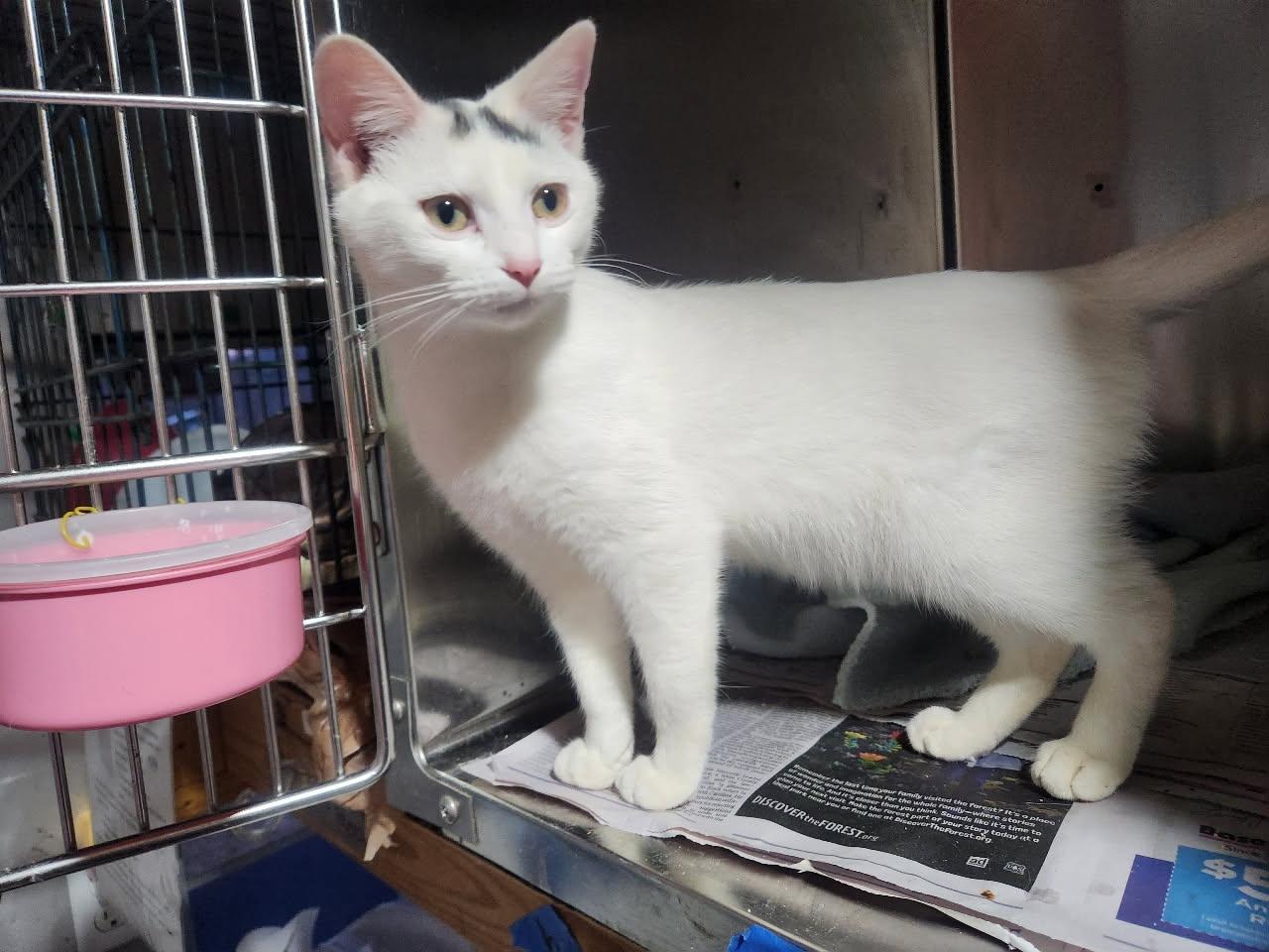 Elsa- Located in Spruce Pine, NC