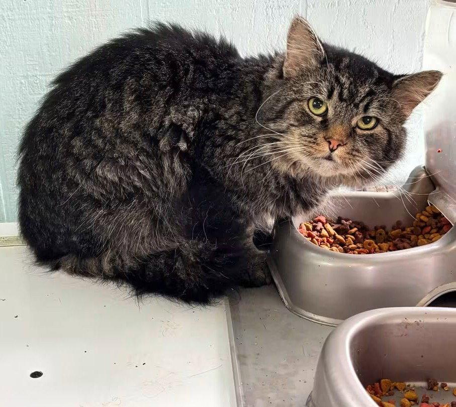 Todd, Adoptable, Adult Male Domestic Medium Hair.