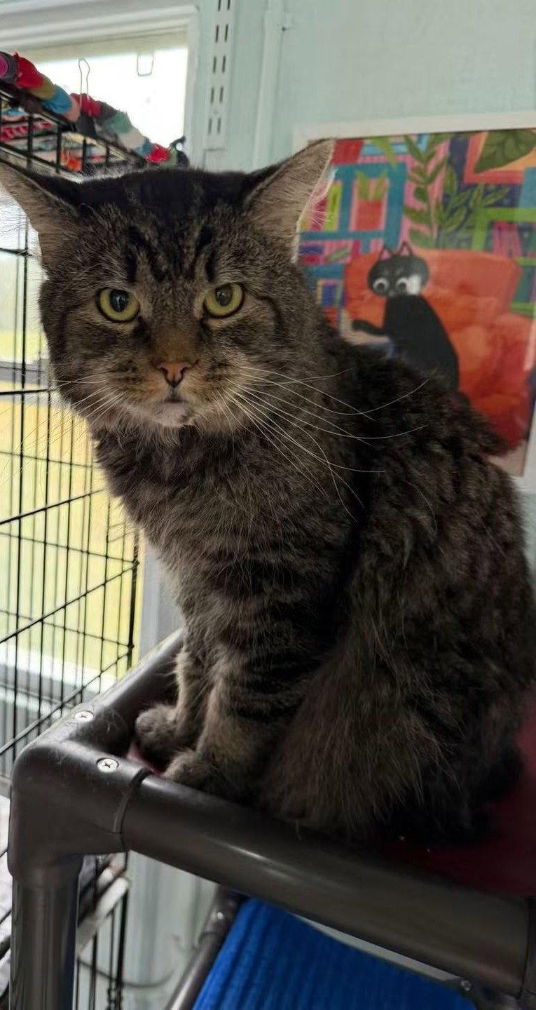 Enlarge Todd, a Adoptable Domestic Medium Hair in Coatesville, PA image 2/2