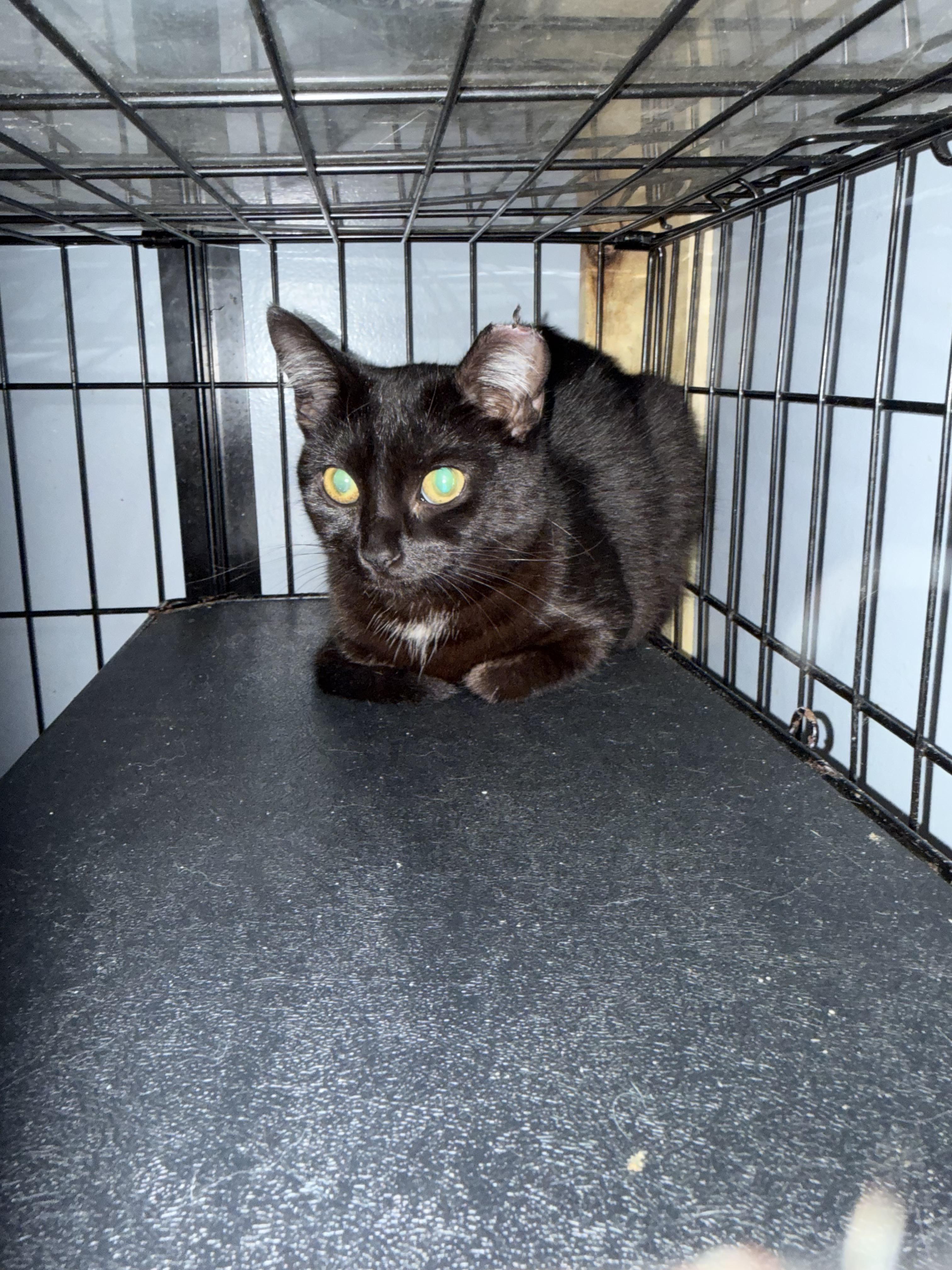 Tori, Adoptable, Kitten Female Domestic Short Hair.