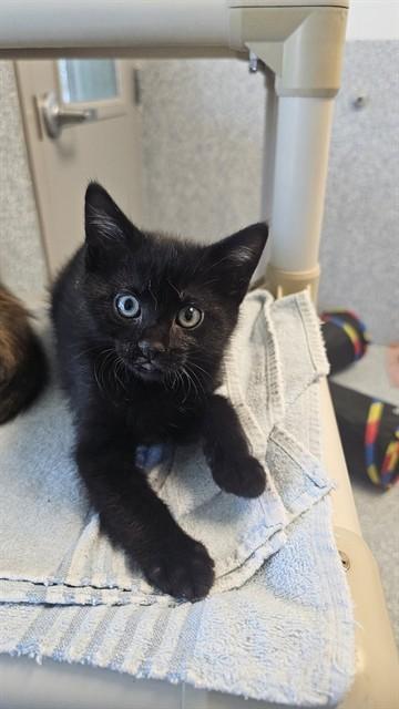 POPPY, Adoptable, Kitten Female Domestic Short Hair.