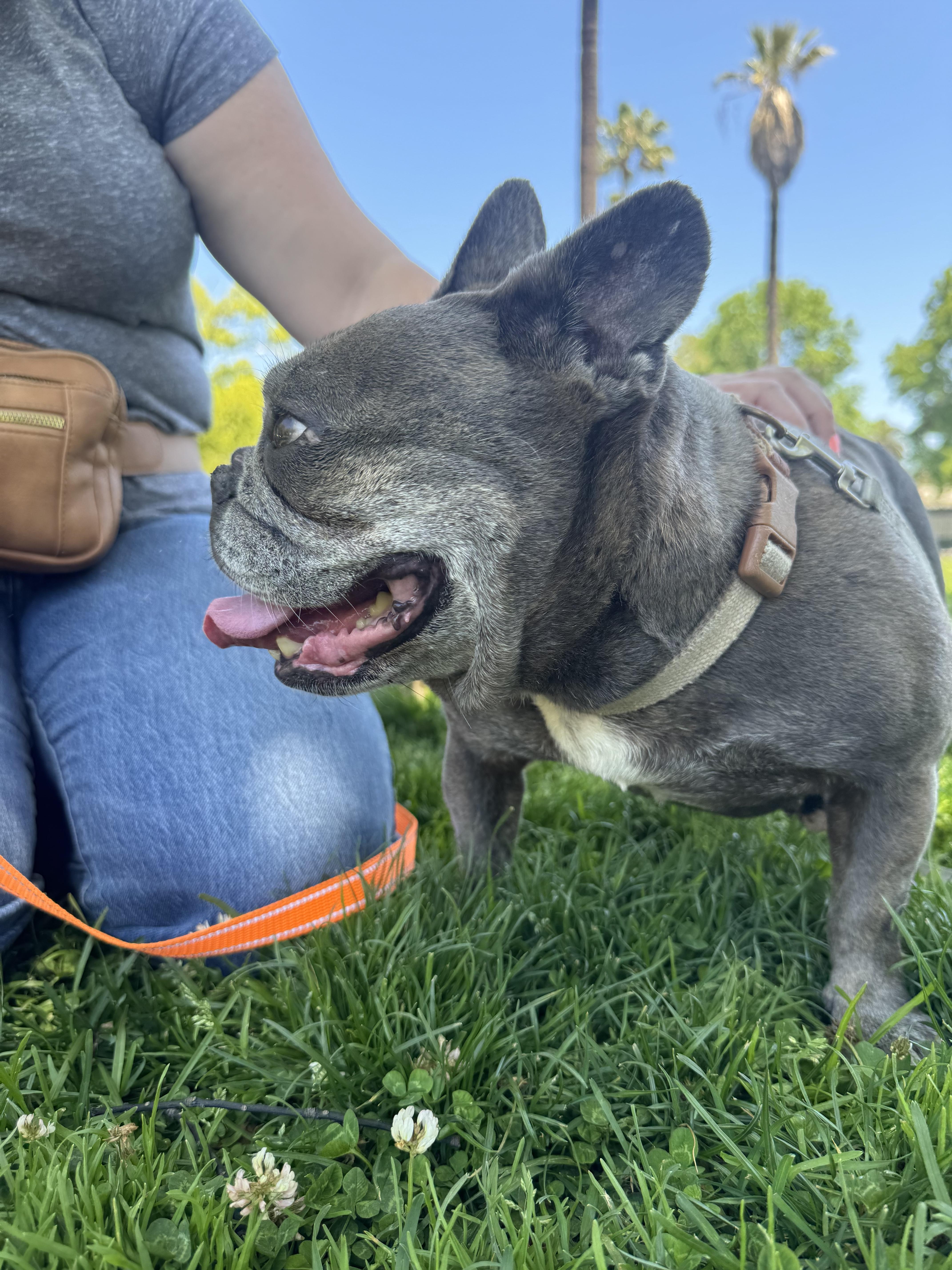 Enlarge Frankie, a Adoptable French Bulldog in Los Angeles, CA image 1/5