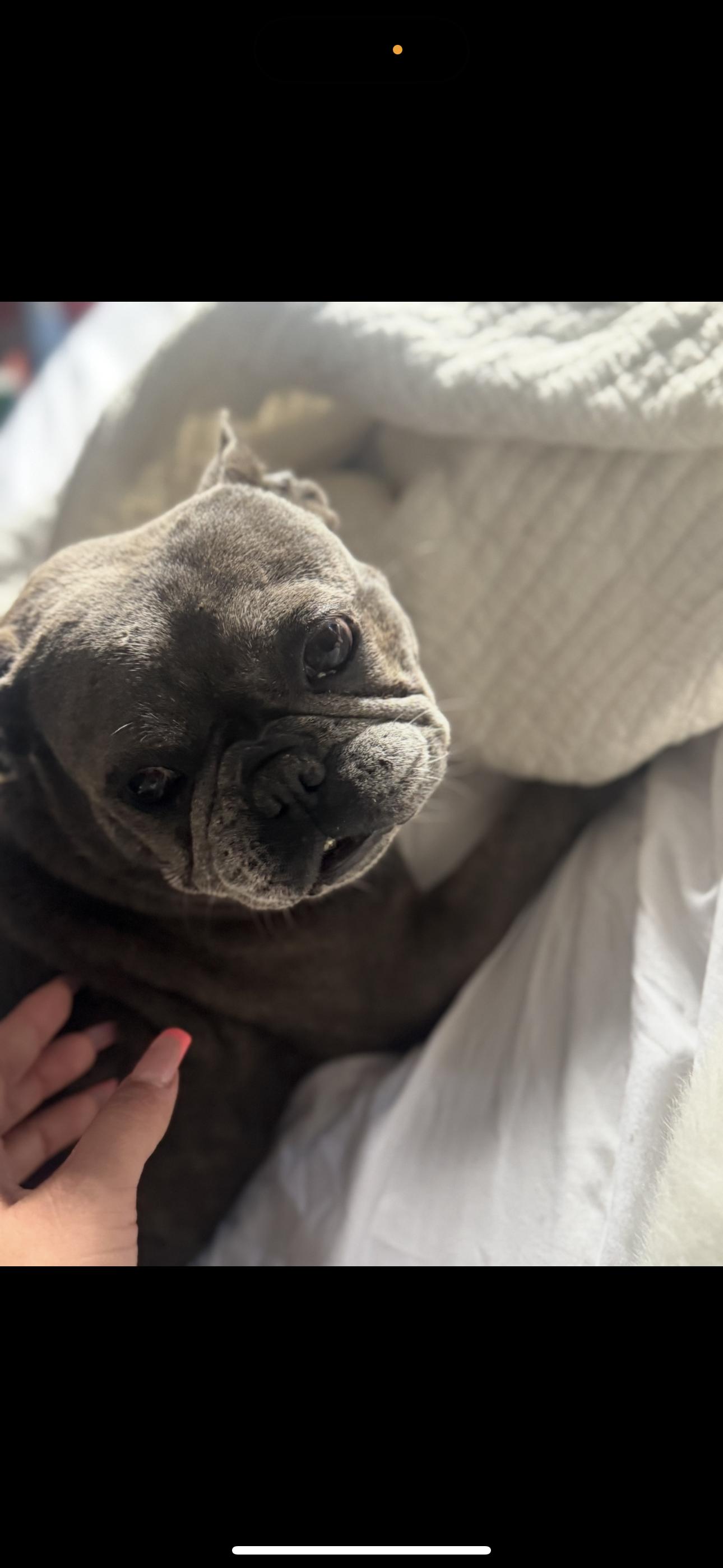 Enlarge Frankie, a Adoptable French Bulldog in Los Angeles, CA image 3/5