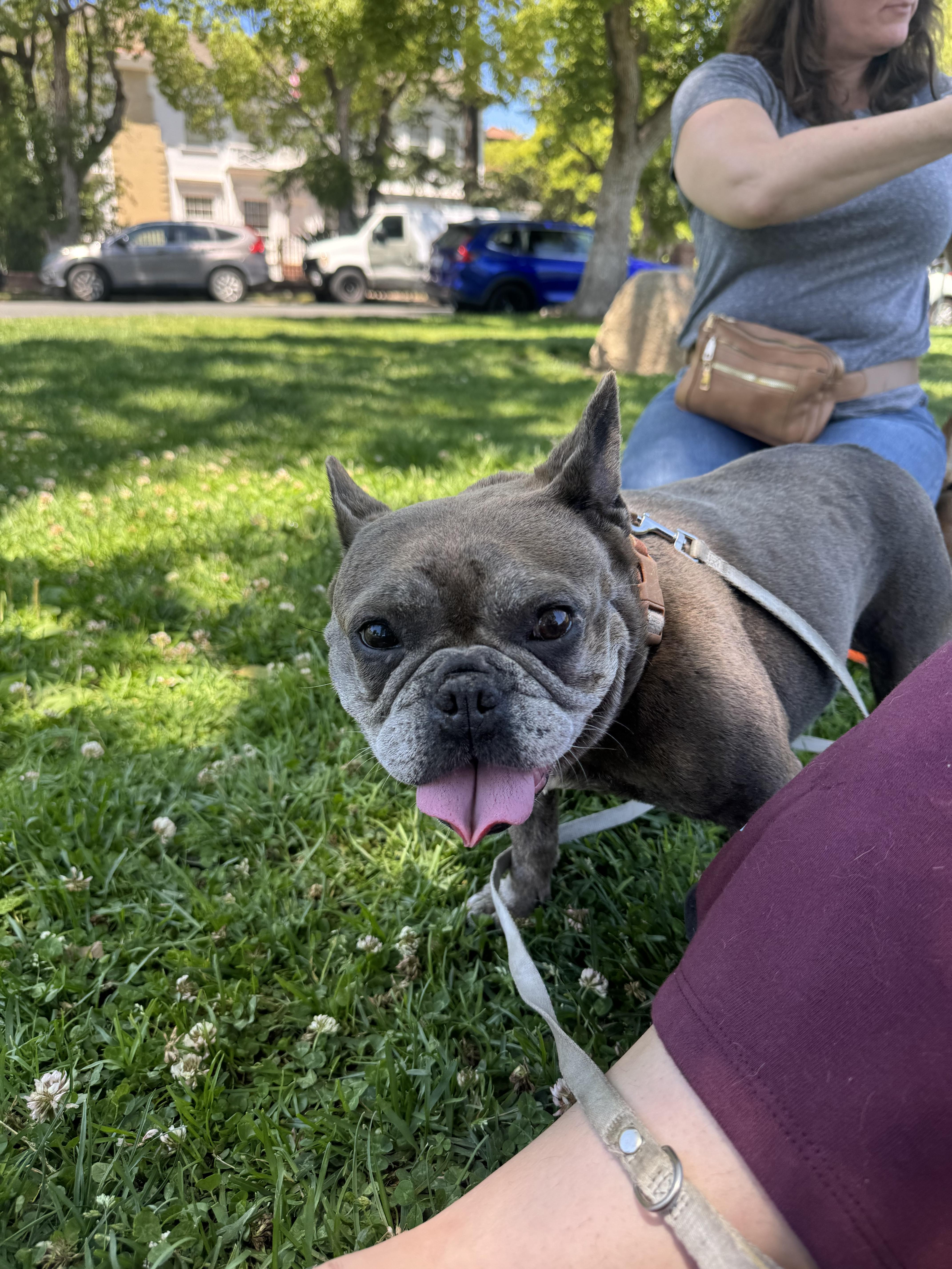 Enlarge Frankie, a Adoptable French Bulldog in Los Angeles, CA image 4/5