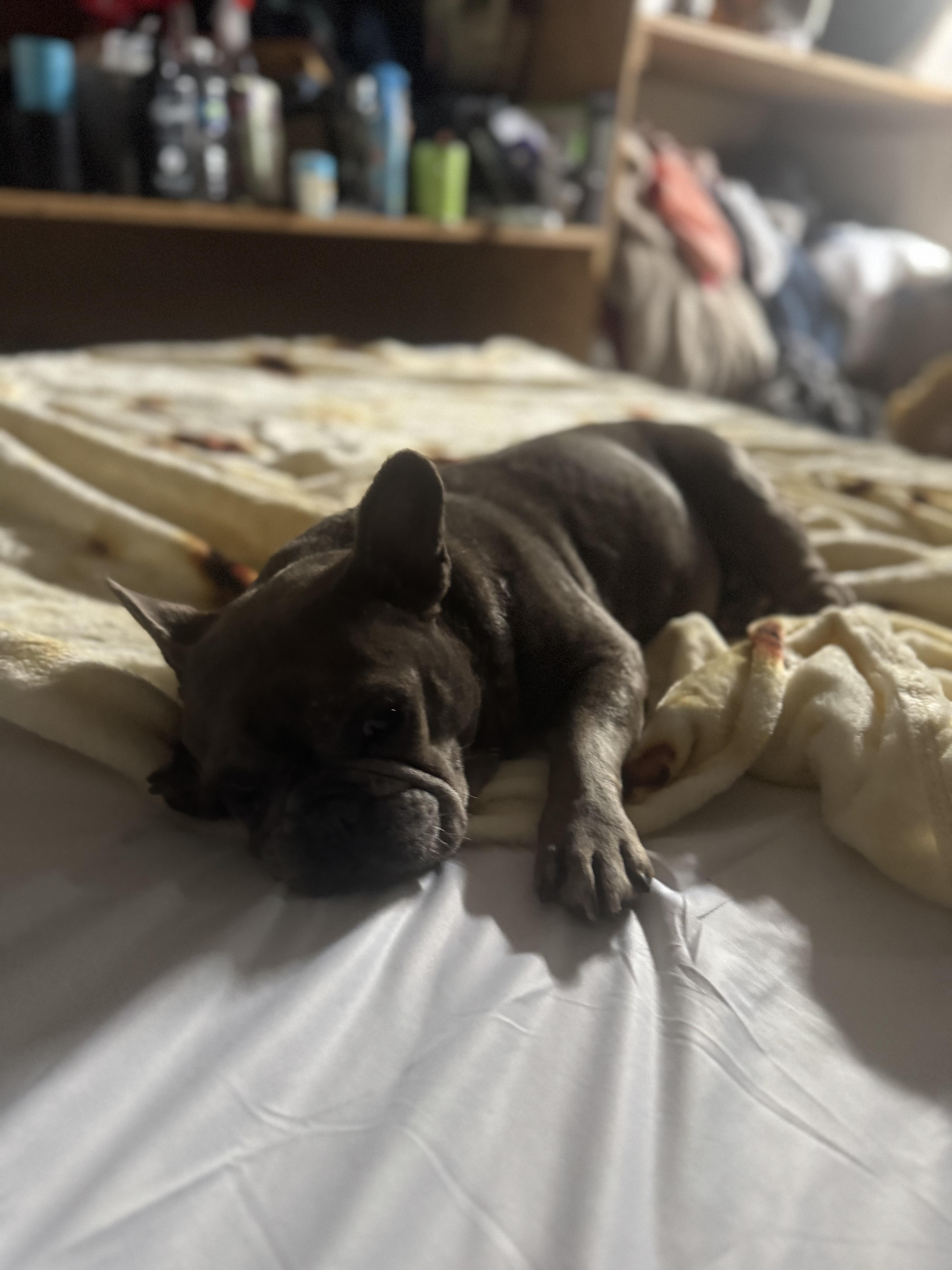 Enlarge Frankie, a Adoptable French Bulldog in Los Angeles, CA image 5/5