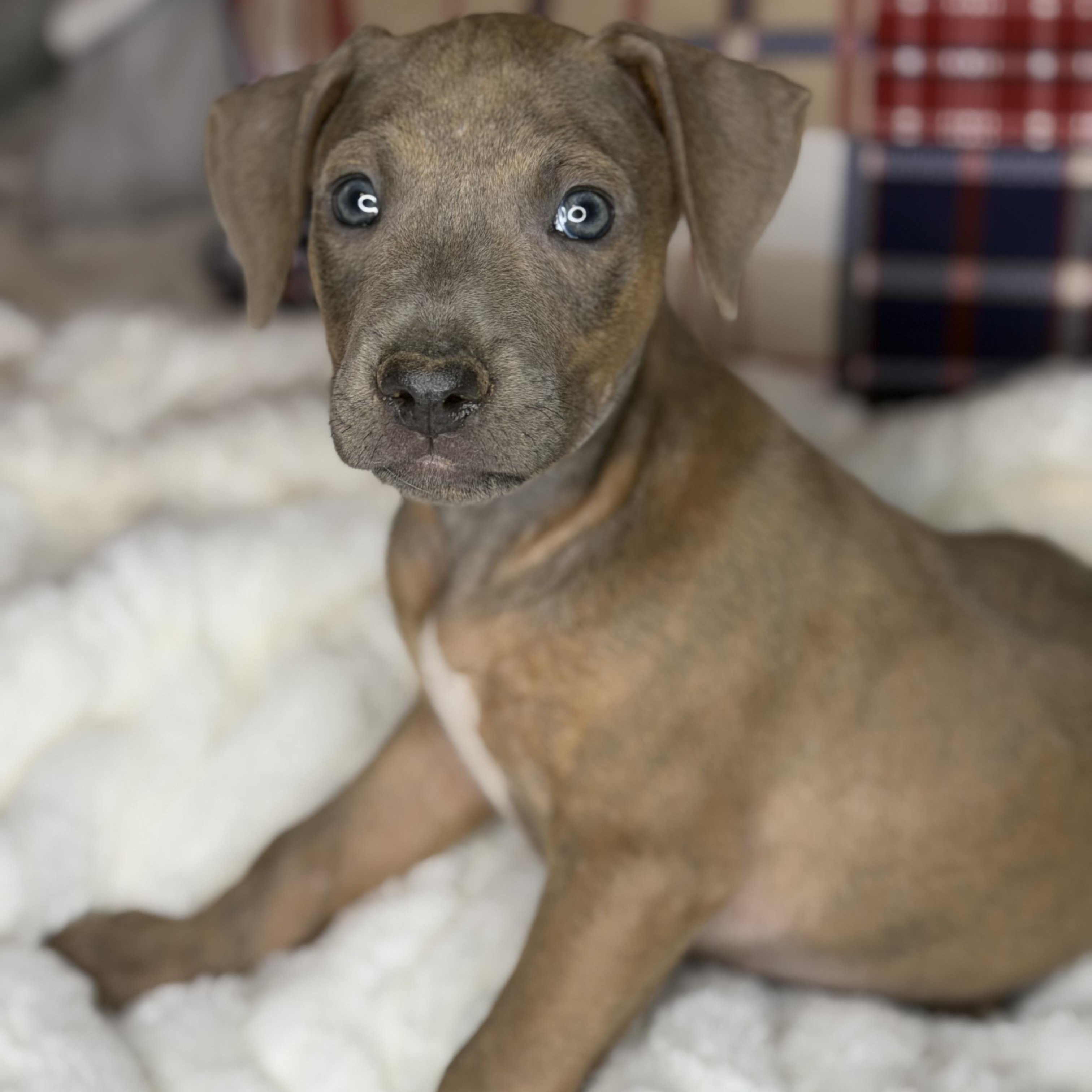 Enlarge Benny, an adopted mixed breed in Arnold, MO image 4/5