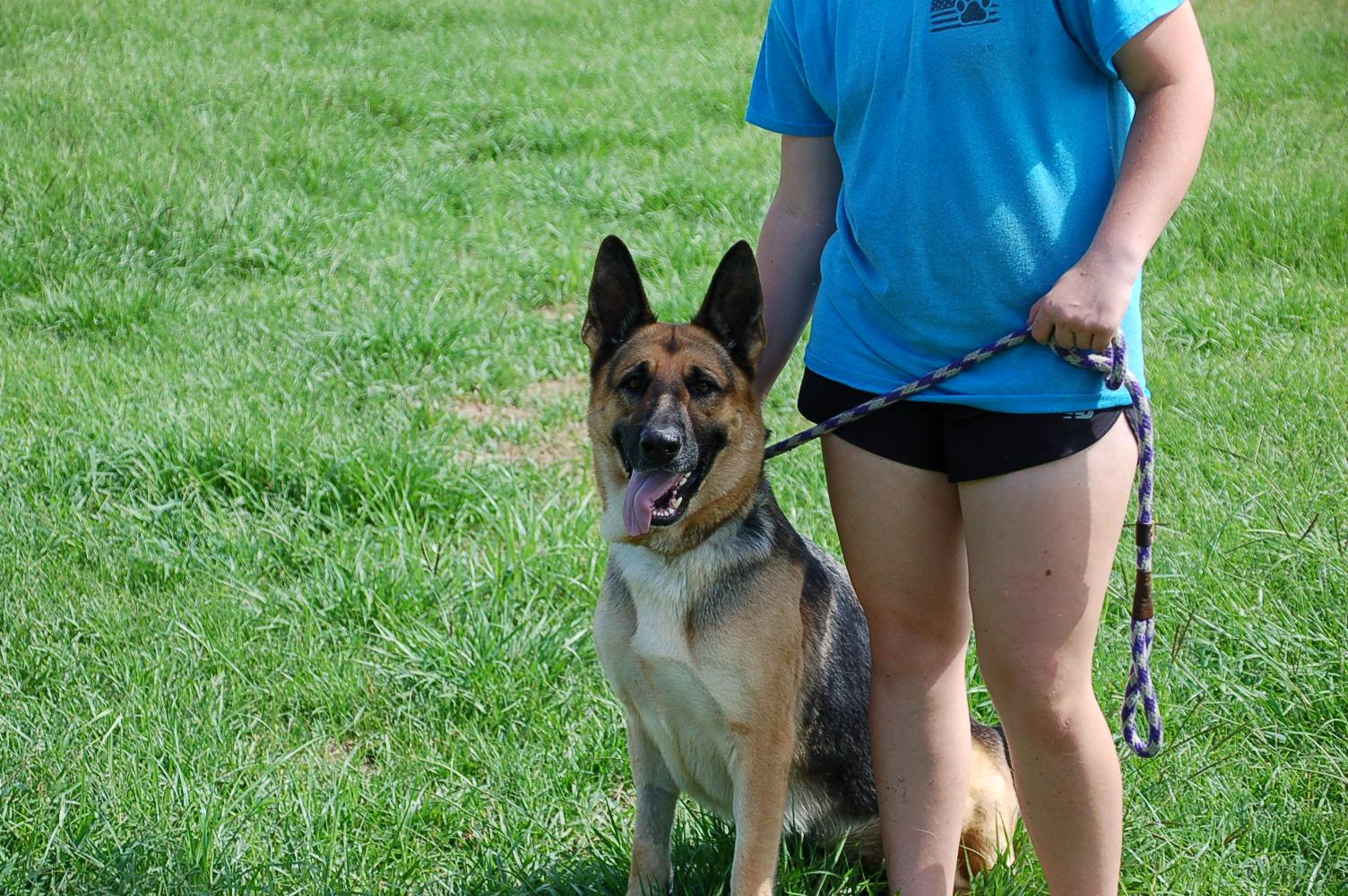 Enlarge BELLAH, a Adoptable German Shepherd Dog in Preston, CT image 4/6