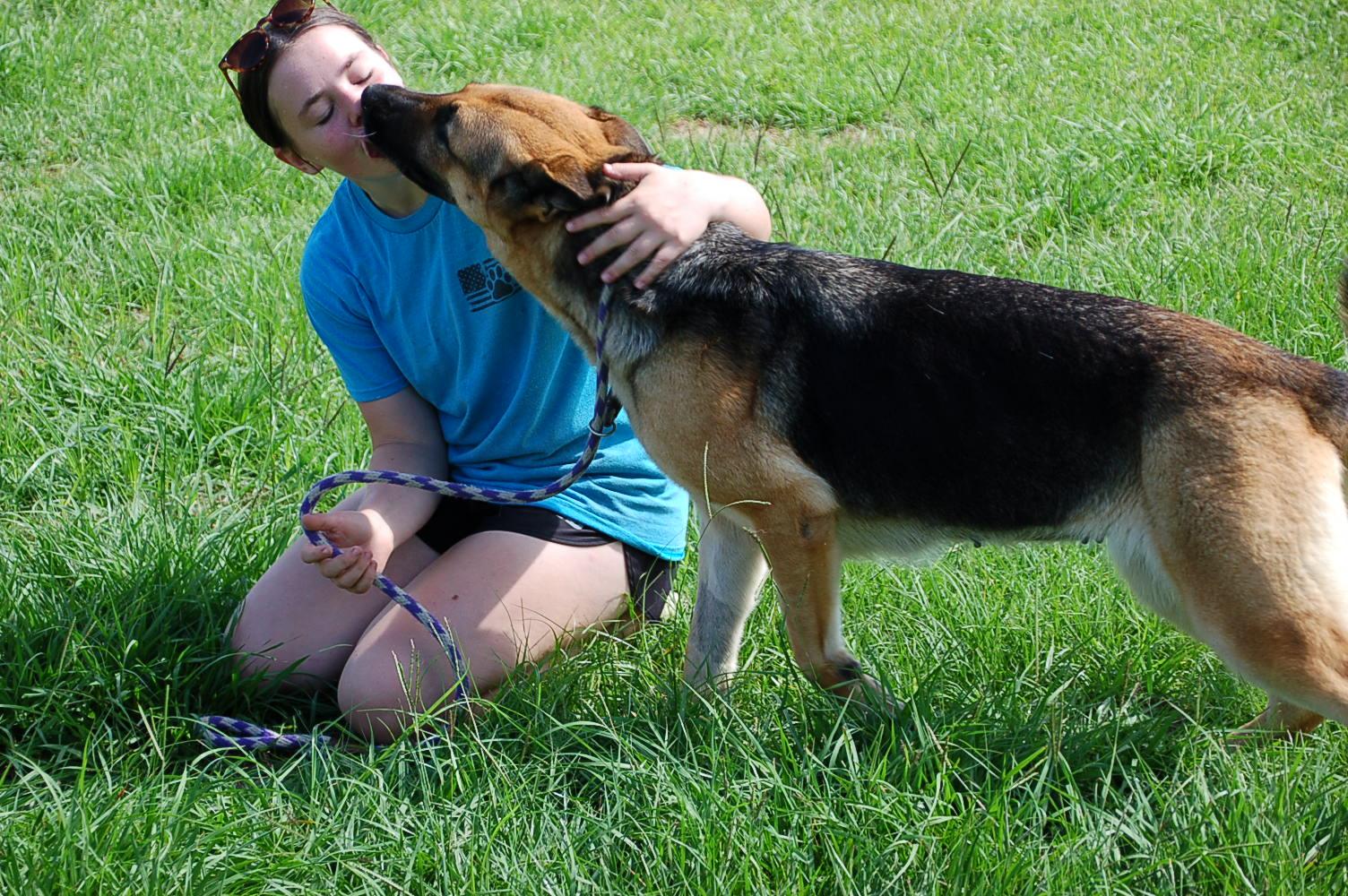 Enlarge BELLAH, a Adoptable German Shepherd Dog in Preston, CT image 5/6
