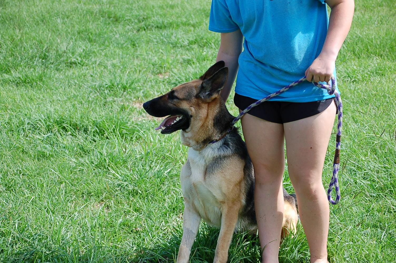 Enlarge BELLAH, a Adoptable German Shepherd Dog in Preston, CT image 3/6