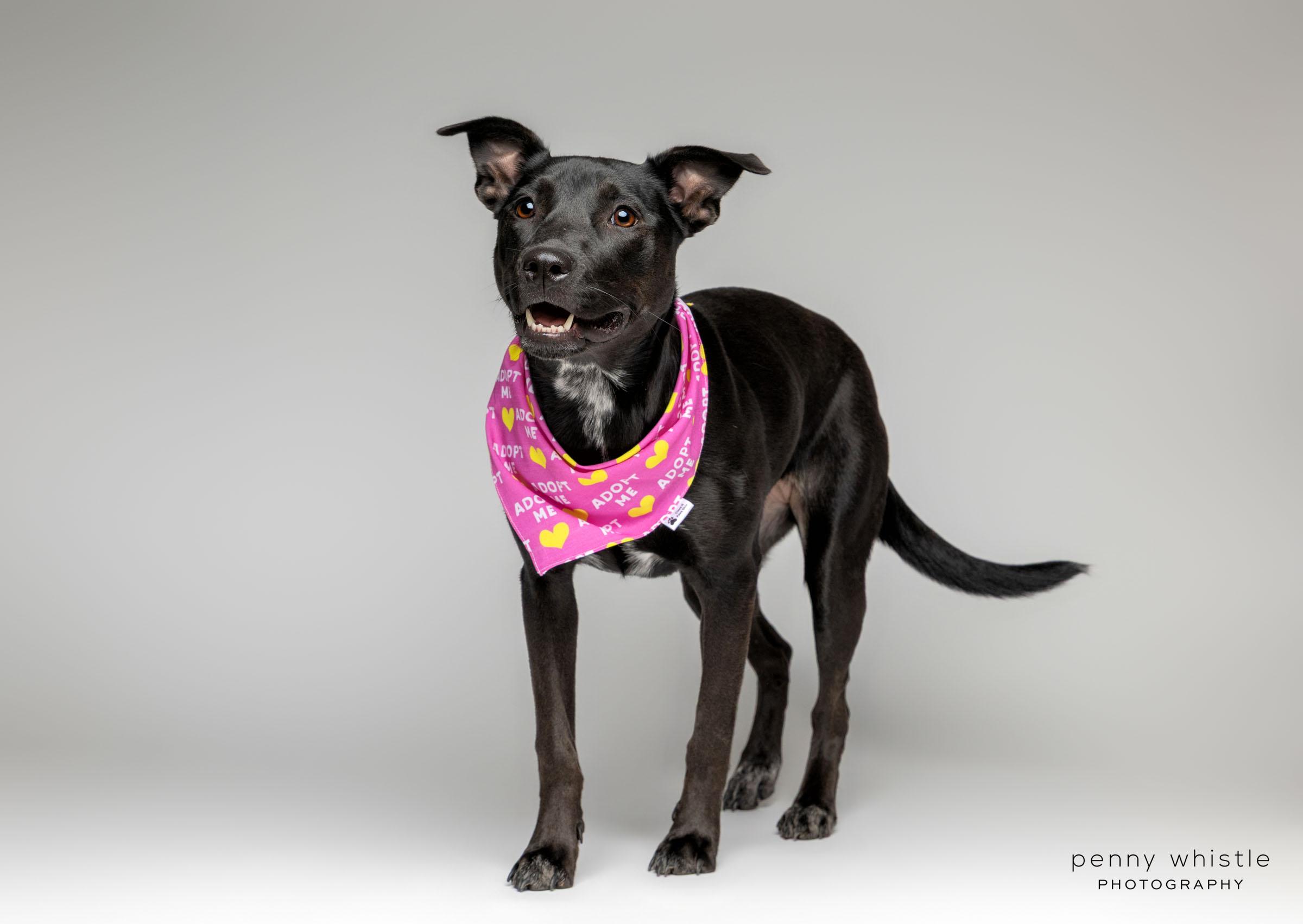 Enlarge Squirt, a Adoptable mixed breed in Coppell, TX image 6/6