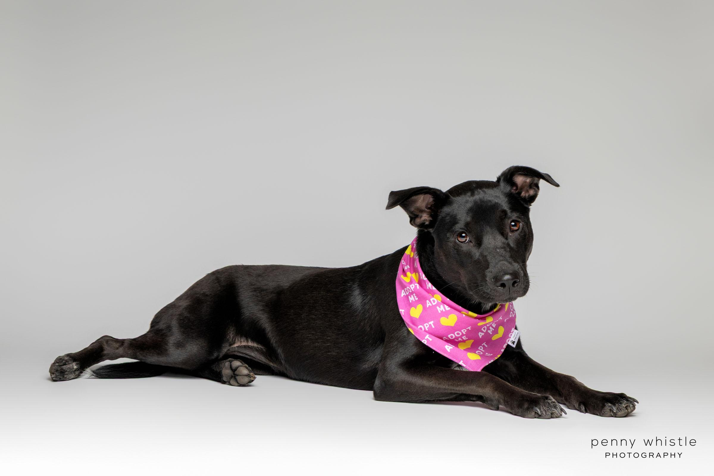 Enlarge Squirt, a Adoptable mixed breed in Coppell, TX image 5/6