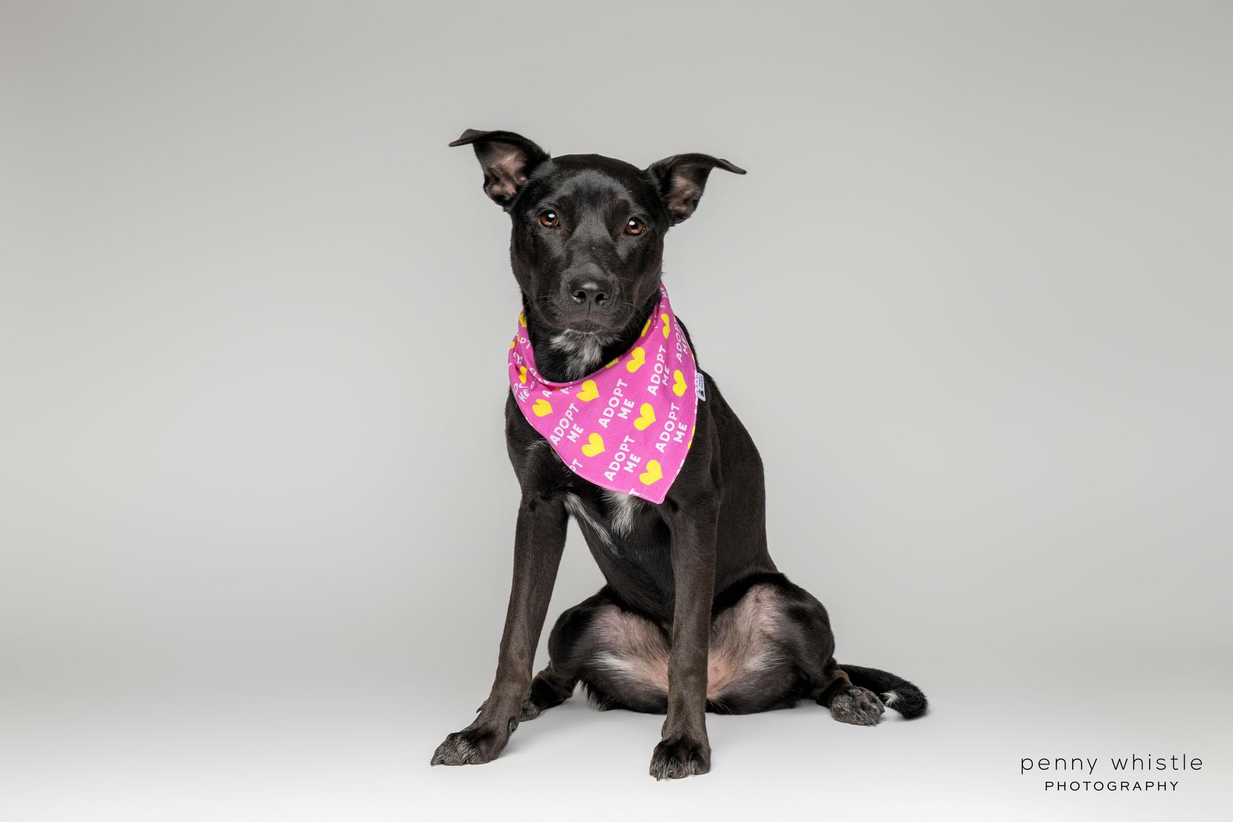 Enlarge Squirt, a Adoptable mixed breed in Coppell, TX image 2/6